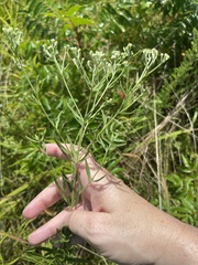 Eupatorium torreyanum
