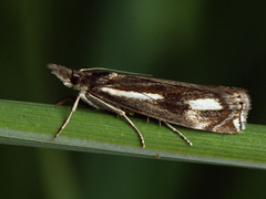 Crambus heringiellus