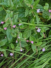 Epilobium montanum