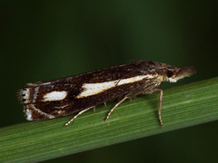 Crambus heringiellus