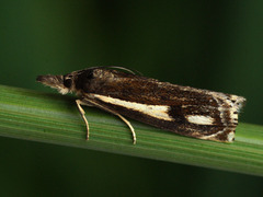 Crambus heringiellus