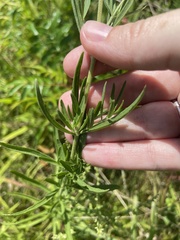 Eupatorium torreyanum