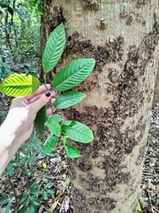 Cananga odorata
