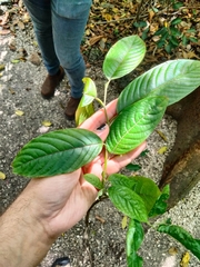 Cananga odorata