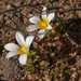 Moraea angulata - Photo (c) Carina Lochner, alguns direitos reservados (CC BY-NC), uploaded by Carina Lochner