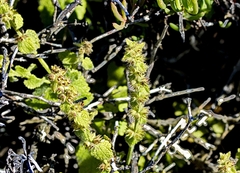 Pseudodictamnus africanus