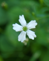 Heliosperma pusillum