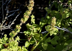 Pseudodictamnus africanus