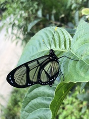 Methona confusa psamathe