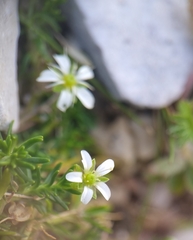 Cherleria biflora