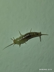 Ctenolepisma longicaudatum