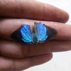 Lepidoptera