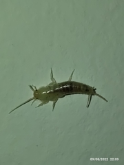 Ctenolepisma longicaudatum