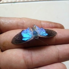 Lepidoptera