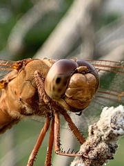 Libellula croceipennis