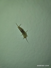 Ctenolepisma longicaudatum