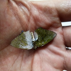 Lepidoptera