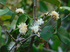 Casearia sylvestris