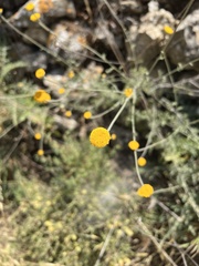 Asteraceae