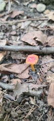 Hygrocybe acutoconica microspora