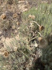 Cirsium canescens