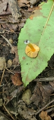 Hygrocybe acutoconica microspora