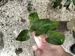 Gonolobus taylorianus