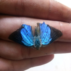 Lepidoptera
