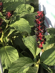 Phytolacca acinosa