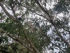 Alouatta