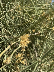 Ephedra foeminea
