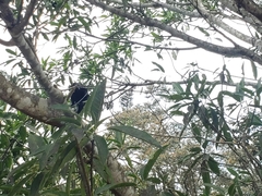 Alouatta