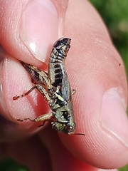 Melanoplus stupefactus
