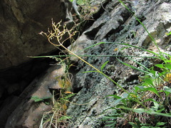 Valeriana saxicola