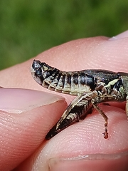 Melanoplus stupefactus