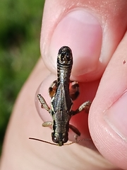 Melanoplus stupefactus