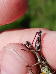 Melanoplus stupefactus