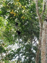 Alouatta