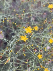 Hypericum triquetrifolium