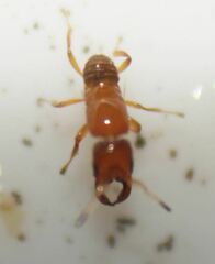 Walkerella microcarpae