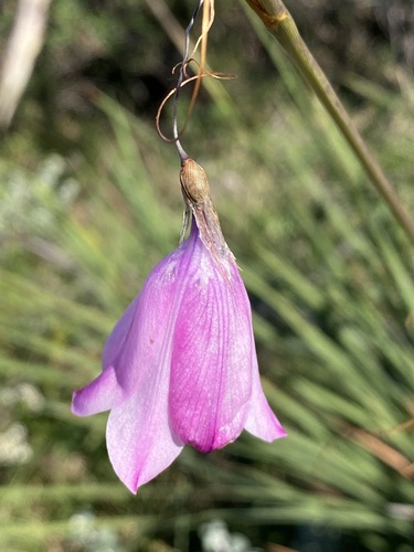 Fairy Wand (Dierama pendulum)
