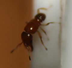 Walkerella microcarpae