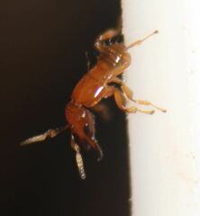 Walkerella microcarpae