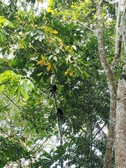 Alouatta
