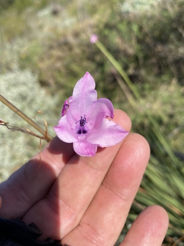 Dierama pendulum, photograph 4