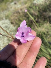 Dierama pendulum