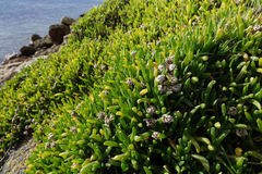 Disphyma australe australe