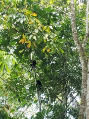 Alouatta