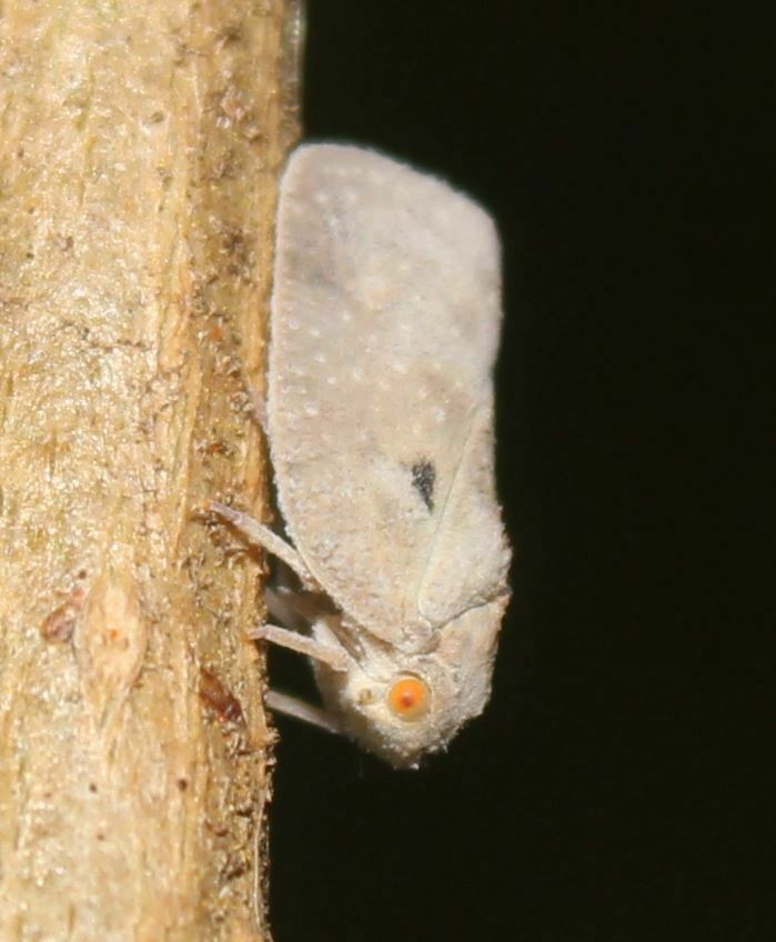 West Indian Flatid Planthopper