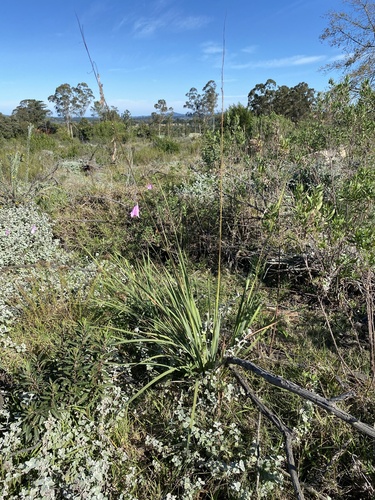 Dierama pendulum